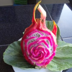 Dragon Fruit Rose Carving