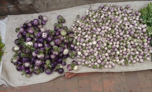 Laos eggplant